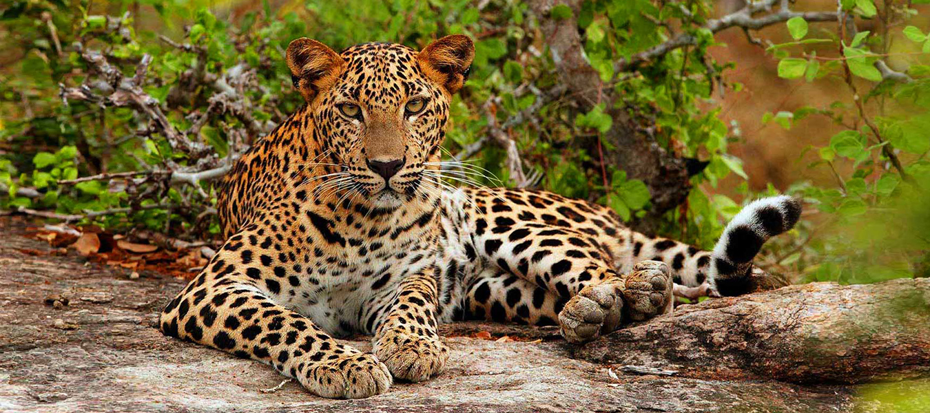 Yala National Park - Hiru